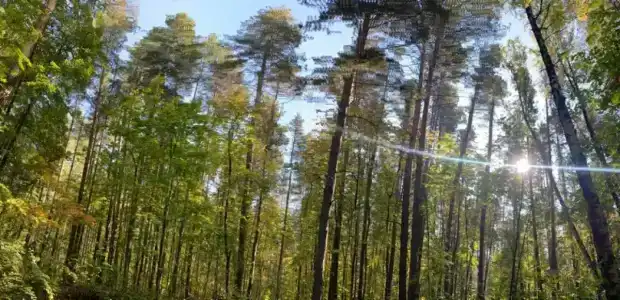 Монте-Карло - 17