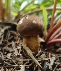 Лесные дали - 8