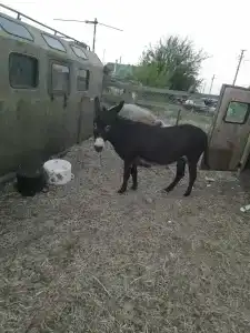 Красный Сад - 6
