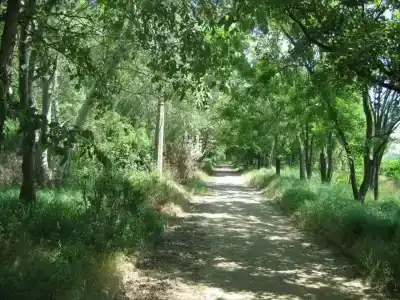 Мечта Тея - 8