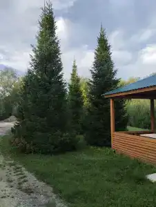 Лазурный - 33