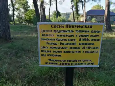 Мимоза - 38