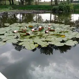 Березинская Дубрава - 1