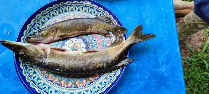 Сабо - 25