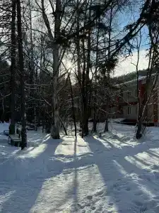 Кедр - 12