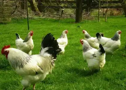 База отдыха 4 стихии - 1