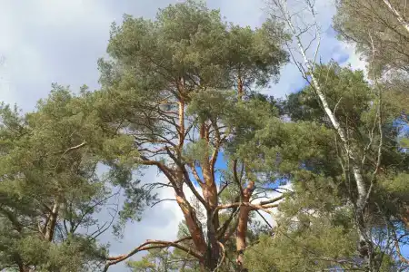 Микли-Ольгино - 57