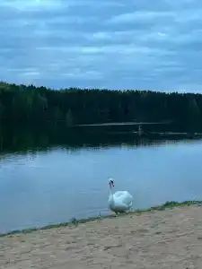 Жемчужина - 37