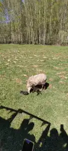 Бородино - 82