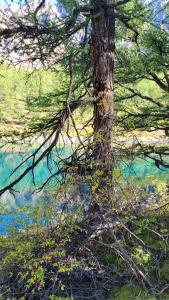 Kuiaktanar Camping - 17