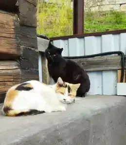 Подворье - 27