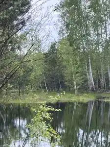 Лесной Бункер - 97