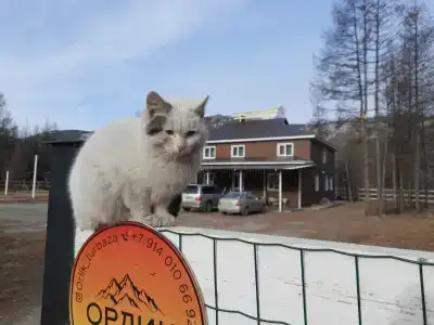 Орлик - 4