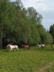 Баллада - 23