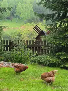 Кедровая заимка - 25
