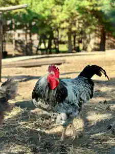 Усадьба Долгорукий - 90