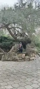 13 кордон - 84