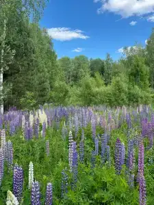 Д Дача - 50