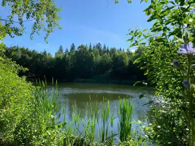 Окна в лес - 49