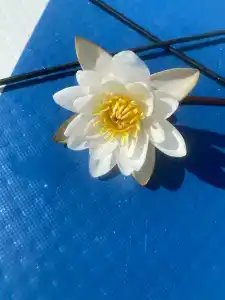 Родничок - 11