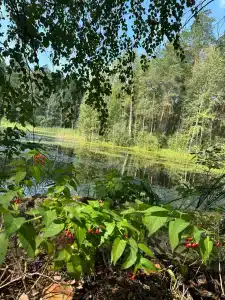 Лесная - 25