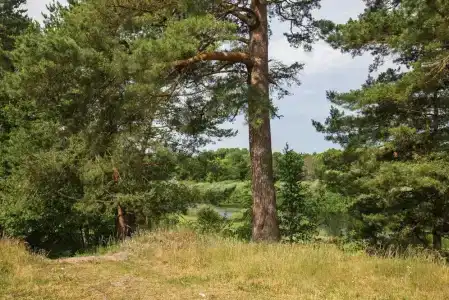 Славянка - 40