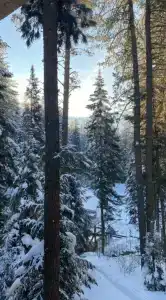 На Ореховой - 41