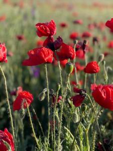 Усадьба Дивноморье - 53