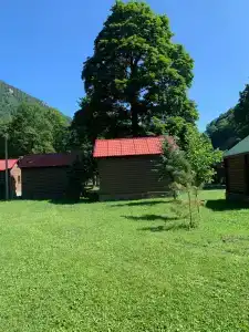 Платан - 15
