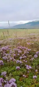Улаган-Ичи - 41