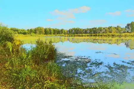 Лес среди болот - 44