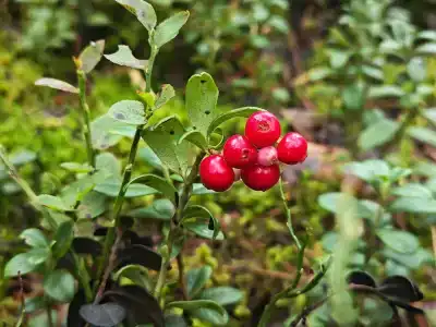 Фрегат - 21