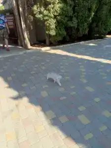 Пансионат Орхидея - 63