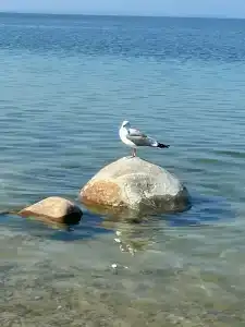 Хакусы - 48