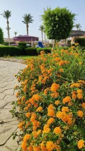 Ali Baba Palace -Families and Couples Only- - 49