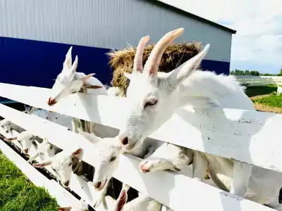 Александровский спас - 50