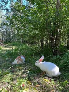 Длинный берег - 45