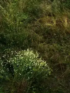 Лунный свет - 96