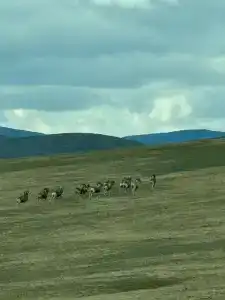 Аррали - 4