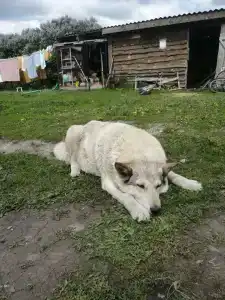 В деревушке на опушке - 36