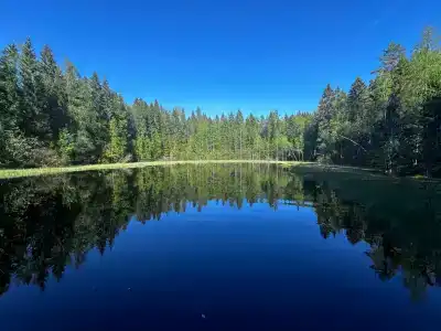 Лесная Поляна - 36