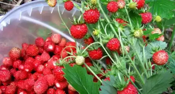 Эко деревня Куменово - 26