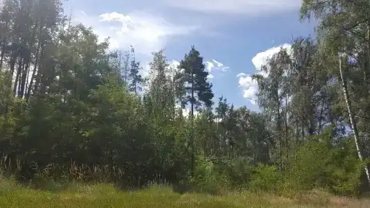 Замок у Леса - 20