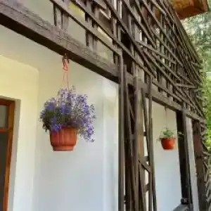 Гуси-Лебеди - 60