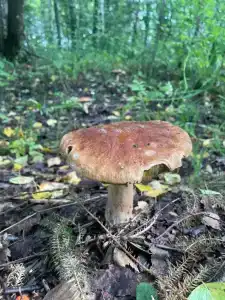Алексеевское - 10