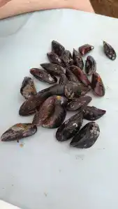 Амбассадор - 76