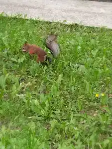 Кедровый Лог - 27