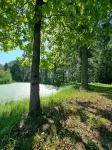 Облепиха - 18