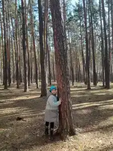 Сосны - 96