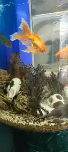 40 Лет Победы - 38